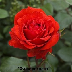 Розы Парковые