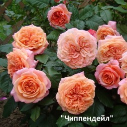 Розы Парковые