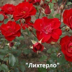 Розы Парковые