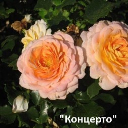 Розы Парковые