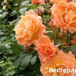 Розы Парковые