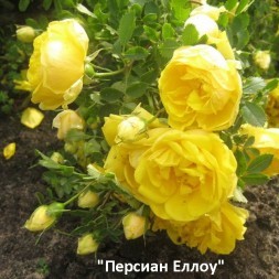 Розы Парковые