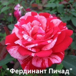 Розы Парковые