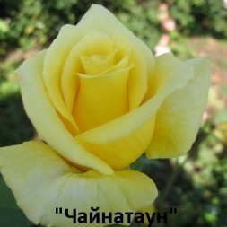 Розы Парковые